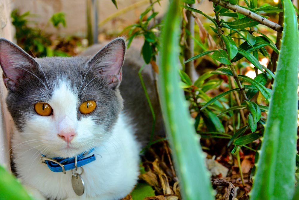 aloe-vera-cat