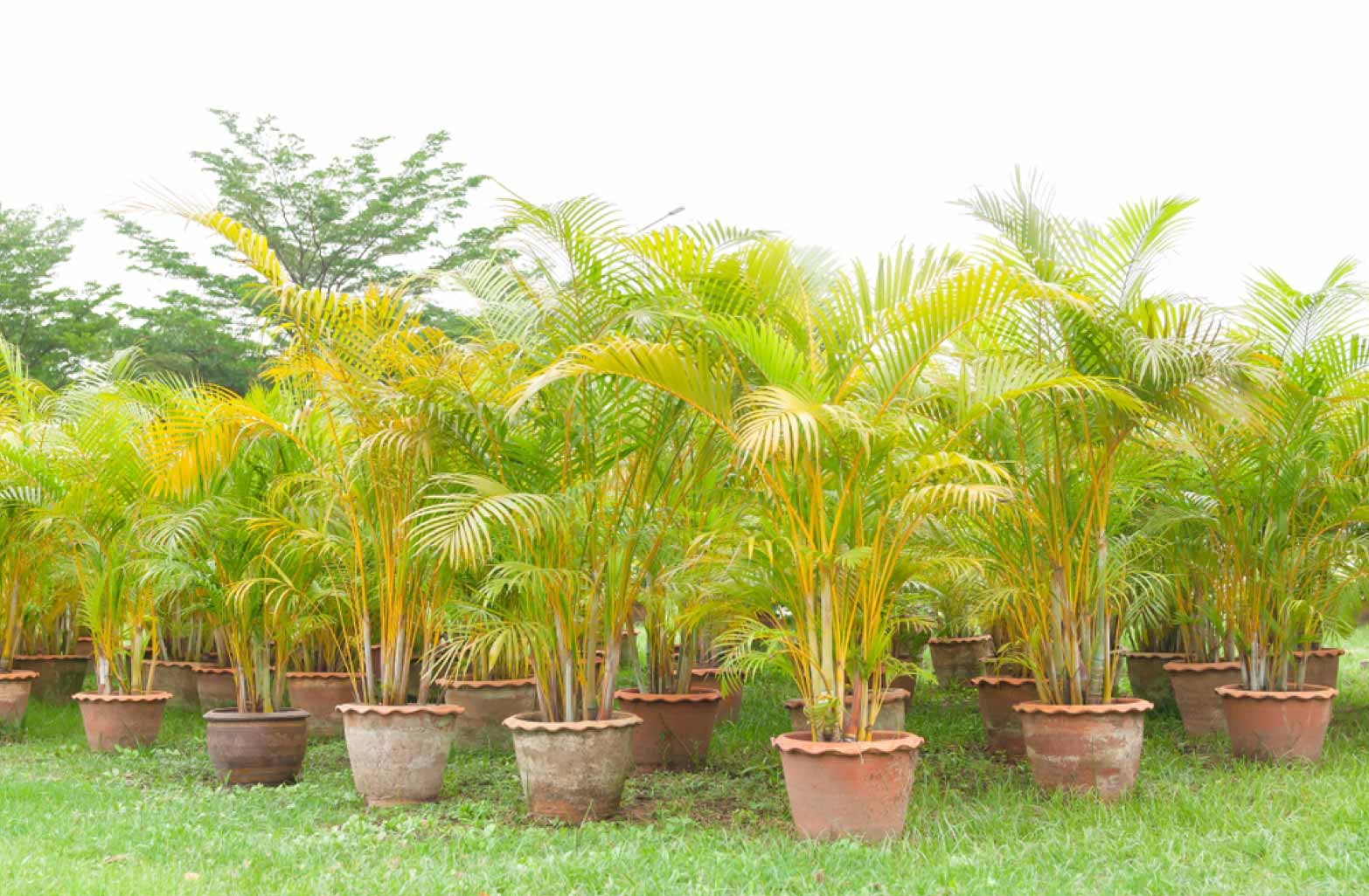 Golden Cane Palm