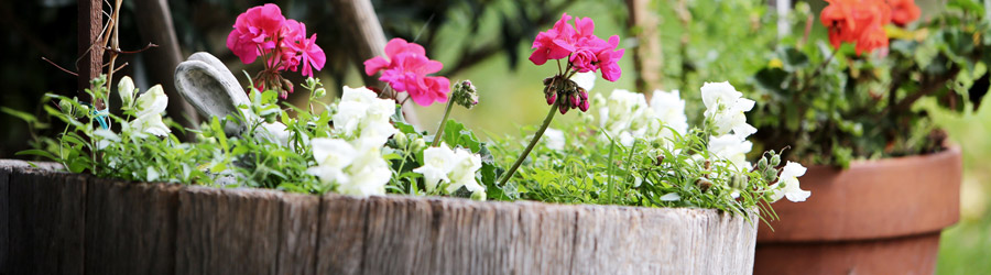 Potted Plant Paradise